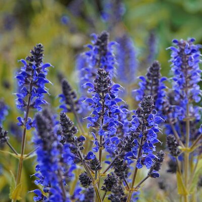 Salvia Sensation Compact 'Dark Blue improved' - Image by beauty_of_nature from Pixabay 