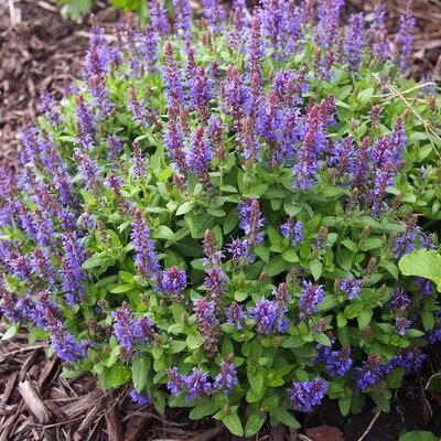 Salvia Sensation Compact Violet - Photo by F. D. Richards (CC BY-SA 2.0)