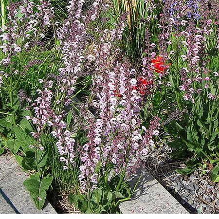 Salvia "Sensation Pink" - Photo by cultivar413 (CC BY-SA 2.0)