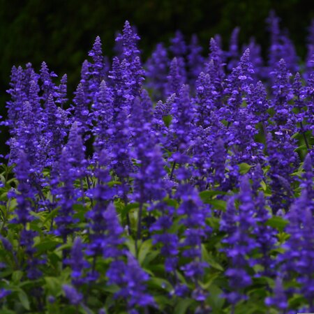 Salvia x sup. 'Menkar Dark Blue' - Image by マサコ アーント from Pixabay 