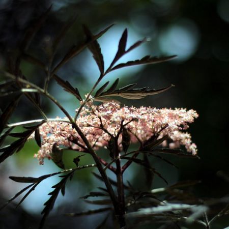 Sambucus “Black Lace” - Image by Sonja Kalee from Pixabay 