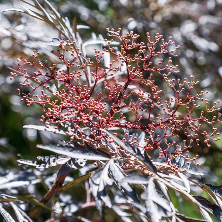 Sambucus 'Black Lace' - Image by Nicky ❤️?￰ﾟﾐﾞ?￢ﾝﾤ️ from Pixabay 