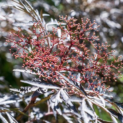 Sambucus 'Black Lace' (5L pot)