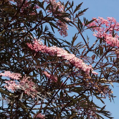 Sambucus 'Cherry Lace' - Public image here under fair use