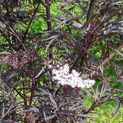 Sambucus Black Lace - Photo by RY (Ardcarne)