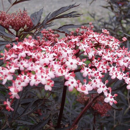 Sambucus nigra 'Laced up' - Photo by Amanda Slater (CC BY-SA 2.0)