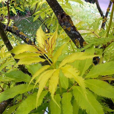 Sambucus 'Plumosa Aurea' - Photo by Salicyna (CC BY-SA 4.0)