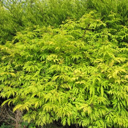 Sambucus Sutherland Gold - Photo by Leonora (Ellie) Enking (CC BY-SA 2.0)