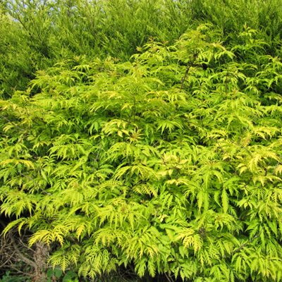 Sambucus Sutherland Gold - Photo by Leonora (Ellie) Enking (CC BY-SA 2.0)