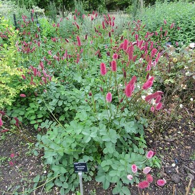 Sanguisorba menziesii - Photo by Leonora (Ellie) Enking (CC BY-SA 2.0)