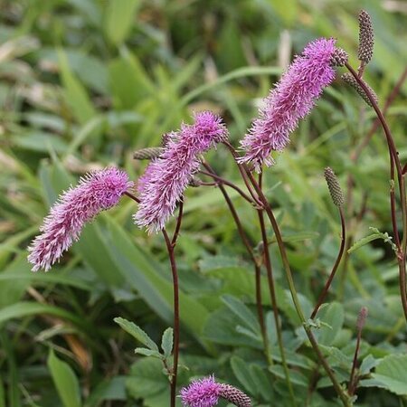 "Sanguisorba 'Pink Brushes' - Photo by Alpsdake (CC BY-SA 4.0"