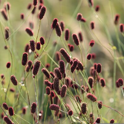 Sanguisorba 'Proud Mary' - Image by Goran Horvat from Pixabay 