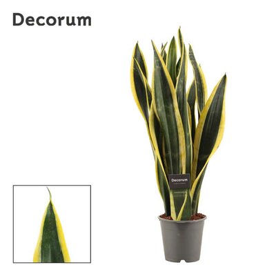 Sansevieria 'Black Gold' - Image courtesy of Plantline