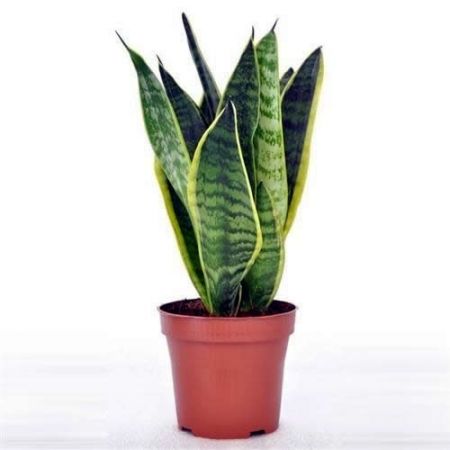 Sansevieria Futura Superba (12cm pot)