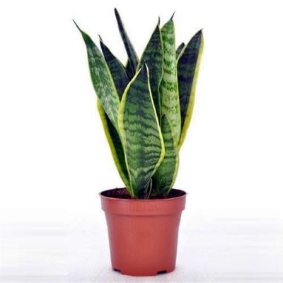 Sansevieria Futura Superba (12cm pot)