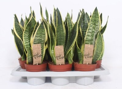 Sansevieria 'Futura Superba' - Image courtesy of Pannebakker