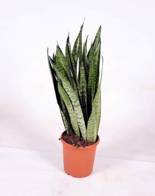 Sansevieria zeylanica - Image courtesy of Pannebakker