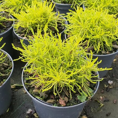 Santolina 'Lemon Fizz' - 