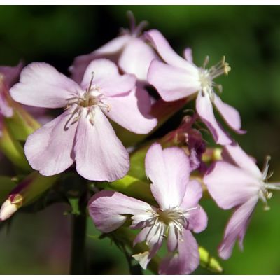 Saponaria ocymoides - Image by DEZALB from Pixabay 