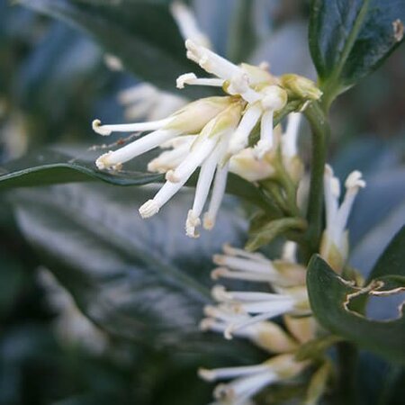 Sarcococca Confusa - Photo by Meneerke bloem (GFDL)