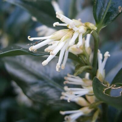 Sarcococca Confusa - Photo by Meneerke bloem (GFDL)