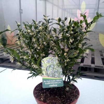Sarcococca confusa (5L pot)