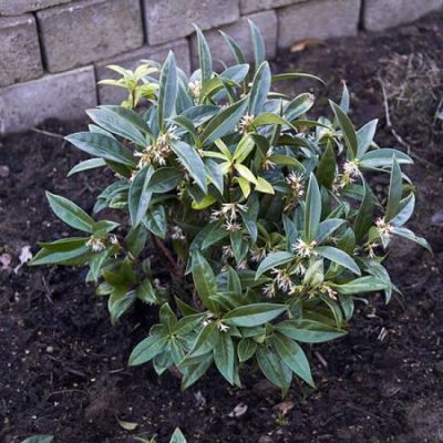 Sarcococca humilis -  Image by Wouter Hagens (GFDL)