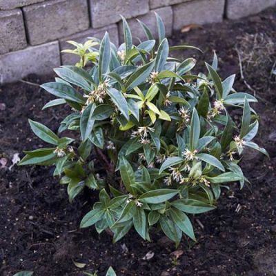 Sarcococca humilis - Image by Wouter Hagens (GFDL)