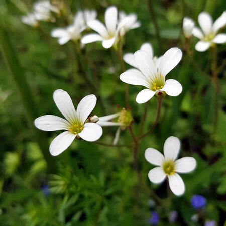 Saxifraga Albus 'White Pixie' - Image by Gudrun from Pixabay 