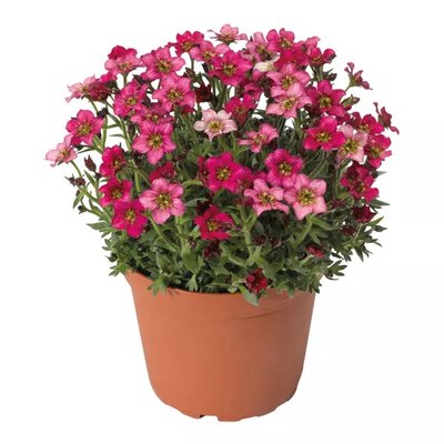 Saxifraga 'Alpino Deep Rose' - Image courtesy of syngenta flowers