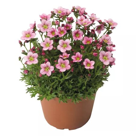 Saxifraga 'Alpino Pink' - Image courtesy of syngenta flowers
