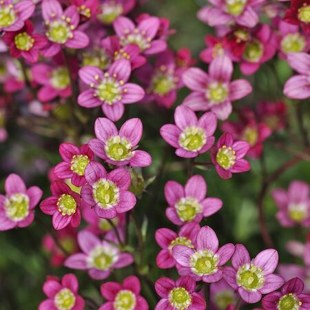 Saxifraga 'Carpet Purple' - Image by Petra from Pixabay  