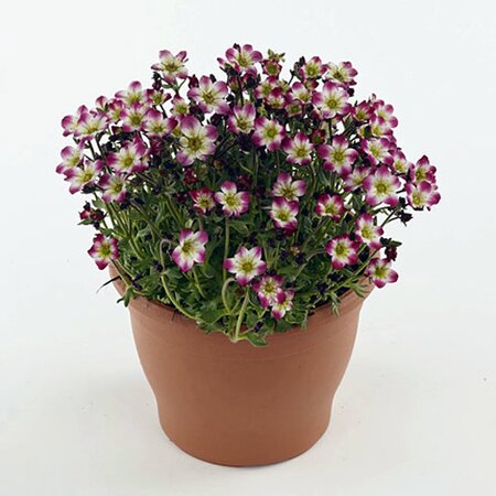 Saxifraga 'Marto Picotee' - Image courtesy of club global flowers, here under fair use