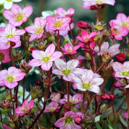 Saxifraga "Marto Rose" - Image by Ada K from Pixabay 
