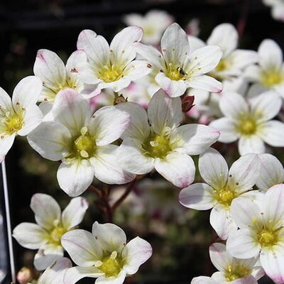 Saxifraga 'Pearl White'