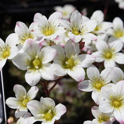 Saxifraga 'Pearl White' - Photo by Crusier (GFDL)