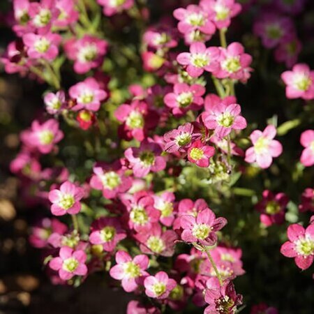 Saxifraga “Peter Pan” - jhenning_beauty_of_nature from Pixabay