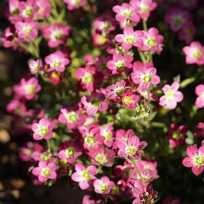 Saxifraga “Peter Pan” - jhenning_beauty_of_nature from Pixabay