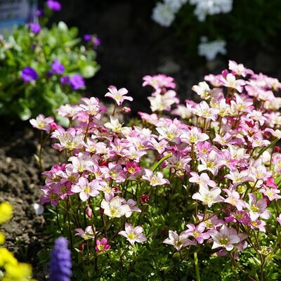 Saxifraga Pixi Appleblossom - Image by jhenning_beauty_of_nature from Pixabay