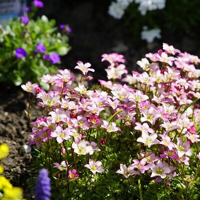 Saxifraga Pixi Appleblossom - Image by jhenning_beauty_of_nature from Pixabay