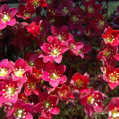 Saxifraga "Pixie Red" - Photo by Andy Mabbett (CC BY-SA 4.0)