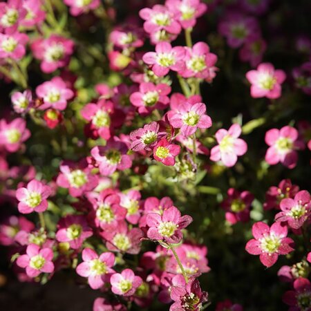 Saxifraga Pixie Rose (9cm pot)