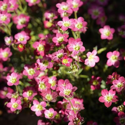 Saxifraga Pixie Rose (9cm pot)