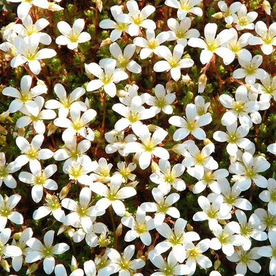 Saxifraga "Pixie White" - Image by MarjanNo from Pixabay 