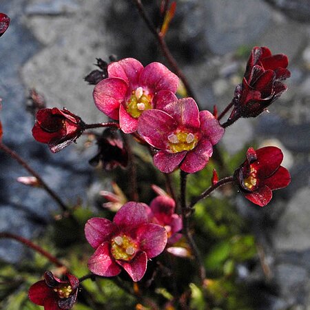 Saxifraga “Saxony Red” - Photo by Hectonichus (CC BY-SA 3.0)