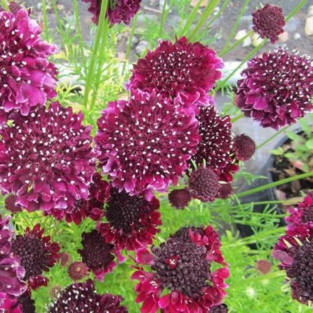 Scabiosa 'Summer Night' - Public Domain Image