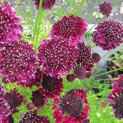 Scabiosa 'Summer Night' - Public Domain Image