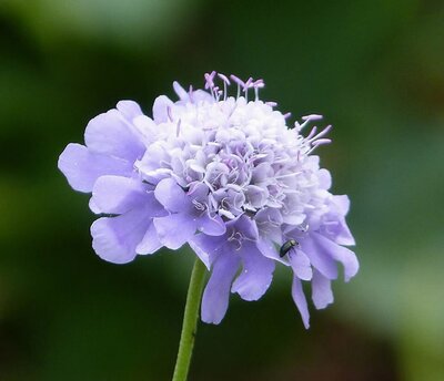 Scabiosa 'Butterfly Blue' (2L pot)