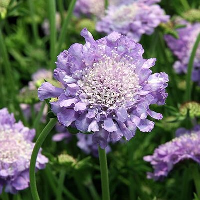 Scabiosa col. Butterfly Blue - Photo by David J. Stang  (CC BY-SA 4.0)
