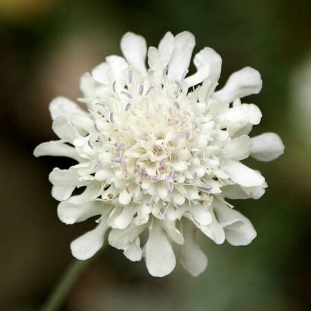 Scabiosa 'Incisa Kudo White' - Photo by Krzysztof Ziarnek, Kenraiz (CC BY-SA 3.0)